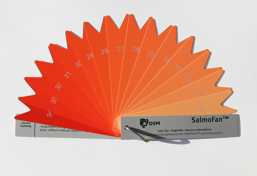The-SalmoFan-is-the-colour-chart-that-the-industry-uses-to-choose-the-artificial-salmon